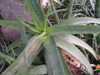 Aloe Vera (fam Asphodelacees) (rg mediterraneennes) (Lyon, Parc de la tete d'or) (2) (Photo F. Mrugala)